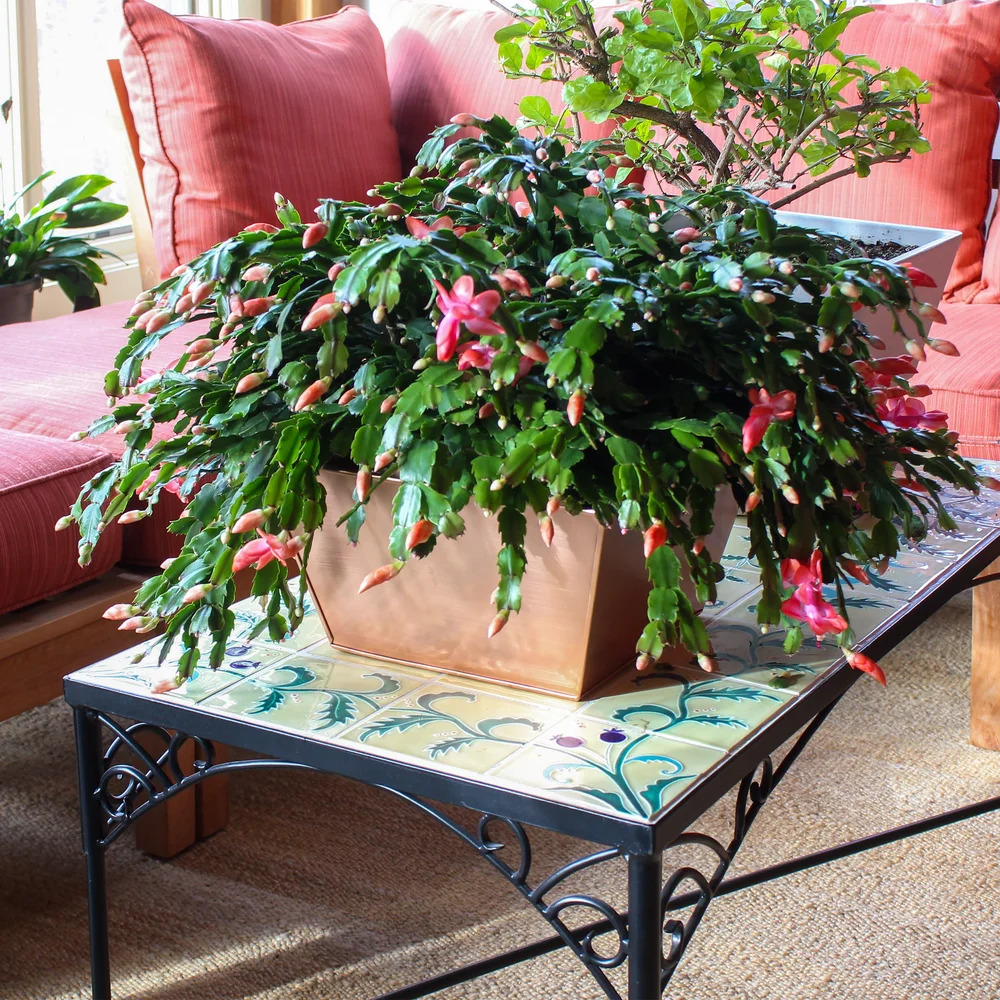 Achla 12 Inch Copper-Plated Steel Tapered Planter Box