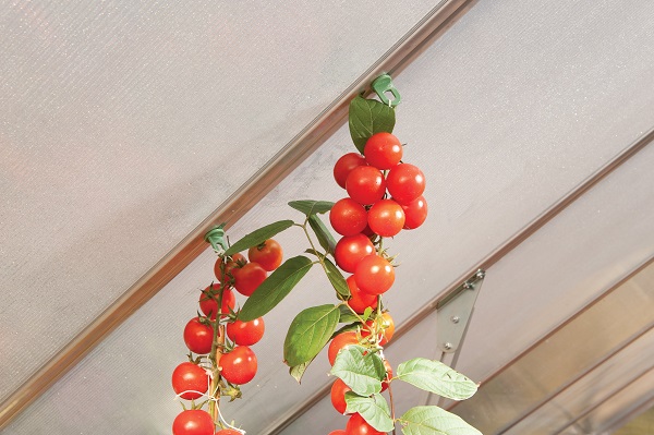 Palram - Canopia Plant Hangers for Aluminum Greenhouses